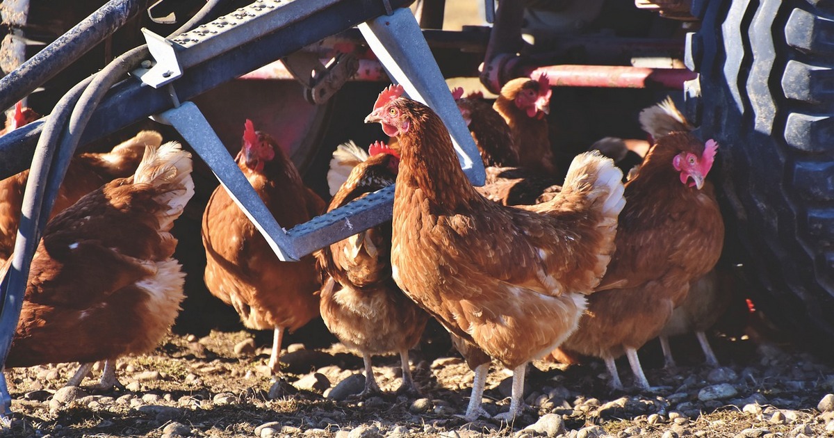 poules agriculture